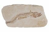 Bargain, Cretaceous Fossil Fish - Lebanon #218828-1